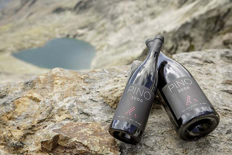 (Pino 3000, vino d'alta quota Al Wein am Berg la sesta annata) (Pino 3000, vino d'alta quota Al Wein am Berg la sesta annata)