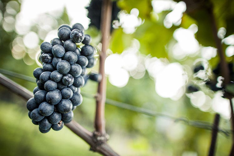 (L'Alto Adige celebra due vitigni storici Pinot Bianco e Pinot Nero in passerella)