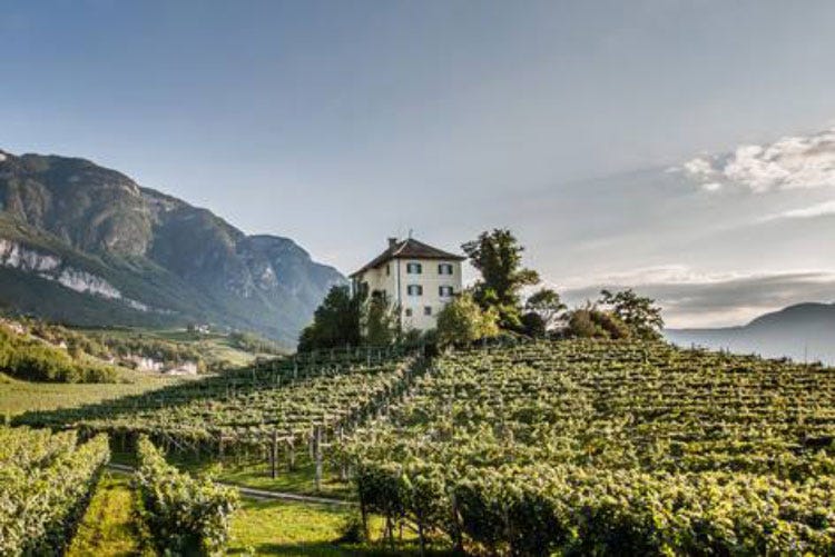 (L'Alto Adige celebra due vitigni storici Pinot Bianco e Pinot Nero in passerella)