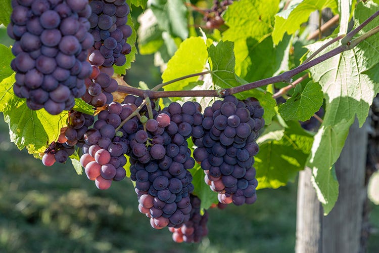 Pinot Grigio, tra i vini italiani più esportati al mondo