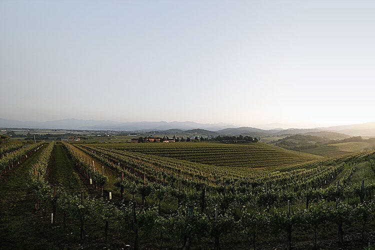 (Il Pinot Nero del Friuli fa rete 9 cantine, 28 ettari, un solo vitigno)