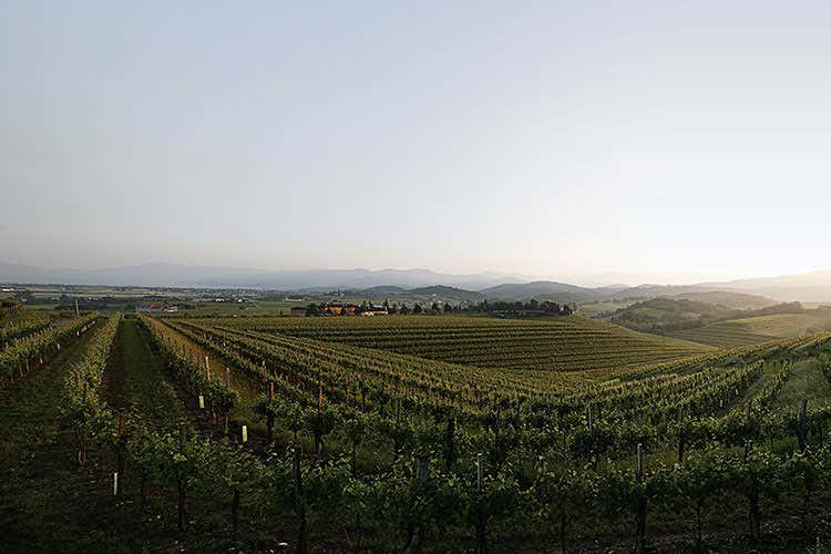 (Il Pinot Nero del Friuli fa rete 9 cantine, 28 ettari, un solo vitigno) (Il Pinot Nero del Friuli fa rete 9 cantine, 28 ettari, un solo vitigno)