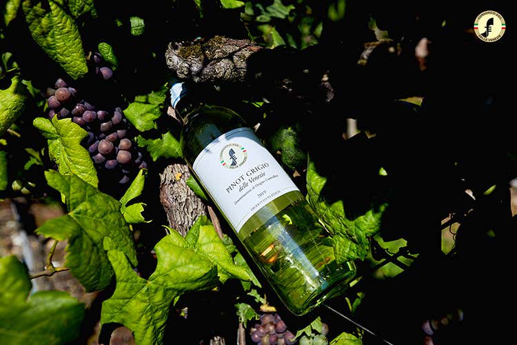 Pinot grigio delle Venezie:  4,7%Cresce di 10,5 milioni di bottiglie