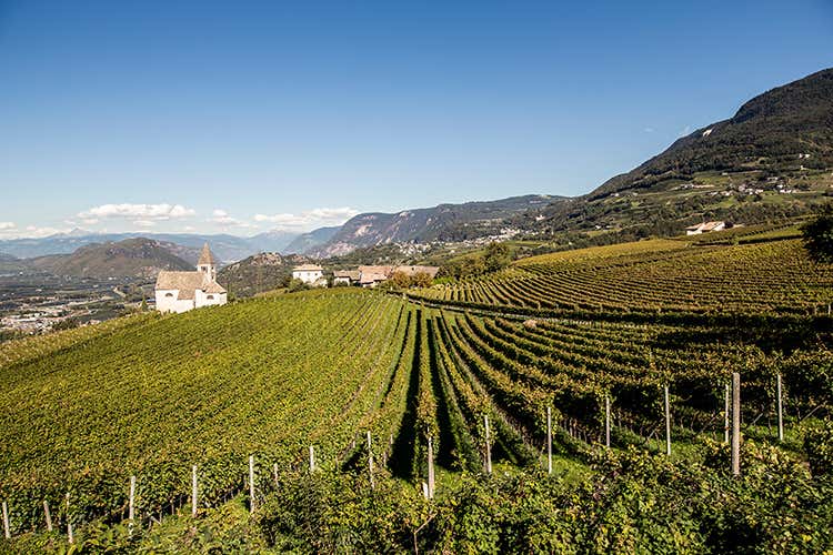 Foto: IDM Alto Adige/Florian Andergassen - Pinot nero, re dell’Alto Adige Profumato, elegante e avvolgente Foto: IDM Alto Adige/Florian Andergassen - Pinot nero, re dell’Alto Adige Profumato, elegante e avvolgente