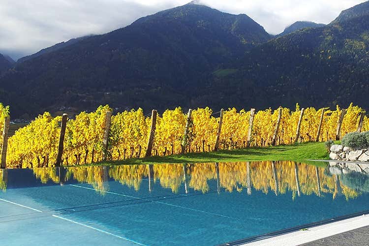 La piscina dell'Hotel Tenuta Pacherhof Le pi&ugrave; belle piscine tra i vigneti? Tappa in Alto Adige