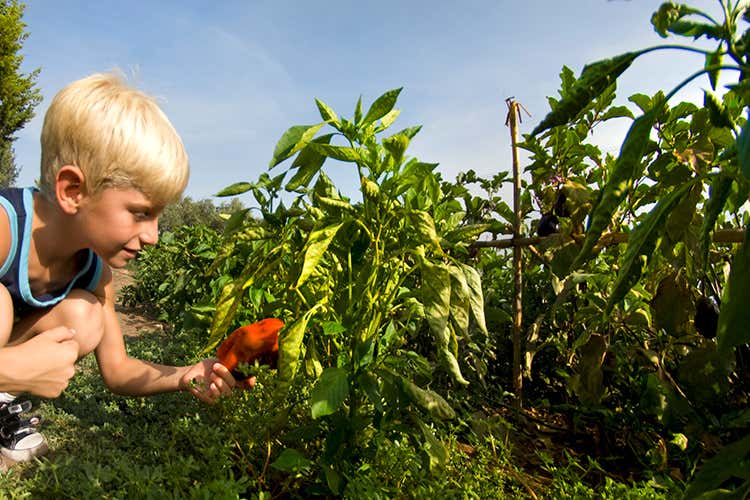 Orto biologico - Più del 70% di fornitori locali La scelta sostenibile di Delphina Orto biologico - Più del 70% di fornitori locali La scelta sostenibile di Delphina