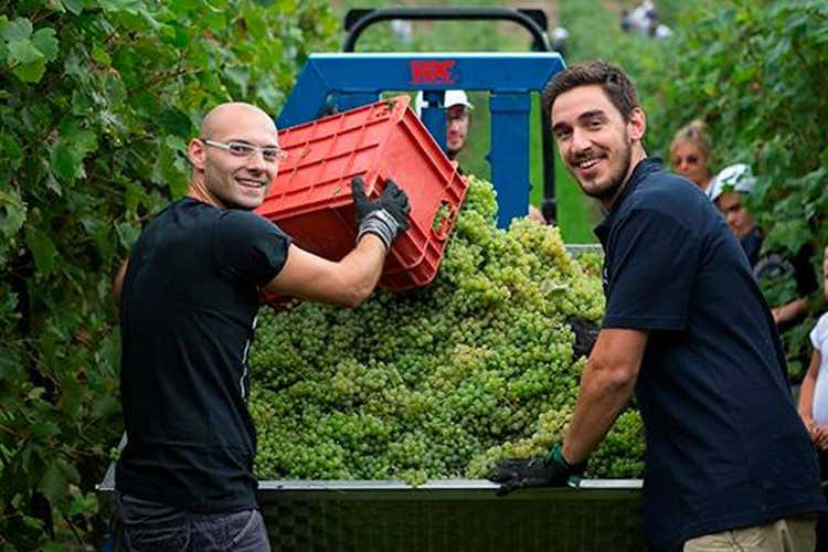 Più lavoro dove si produce vino In 407 Comuni, disoccupazione al -3% Più lavoro dove si produce vino In 407 Comuni, disoccupazione al -3%