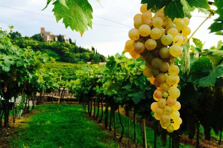Più tutela per la Doc veronese del Soave grazie alle misure del Testo unico sul vino Più tutela per la Doc veronese del Soave grazie alle misure del Testo unico sul vino
