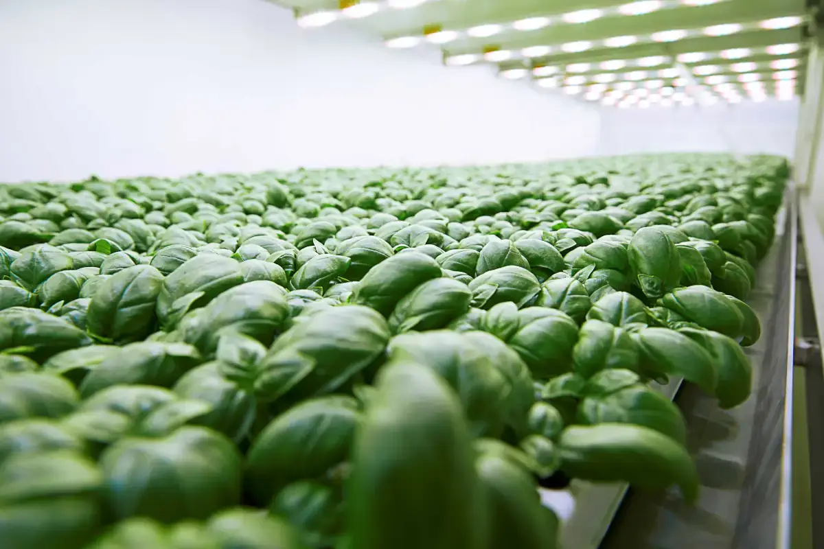 Agricoltura, da Planet Farms il modello per risparmiare il 95% dell&rsquo;acqua impiegata