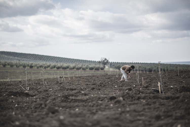 Planeta pianta 13mila alberi di olivo  Grande progetto per olio di qualità