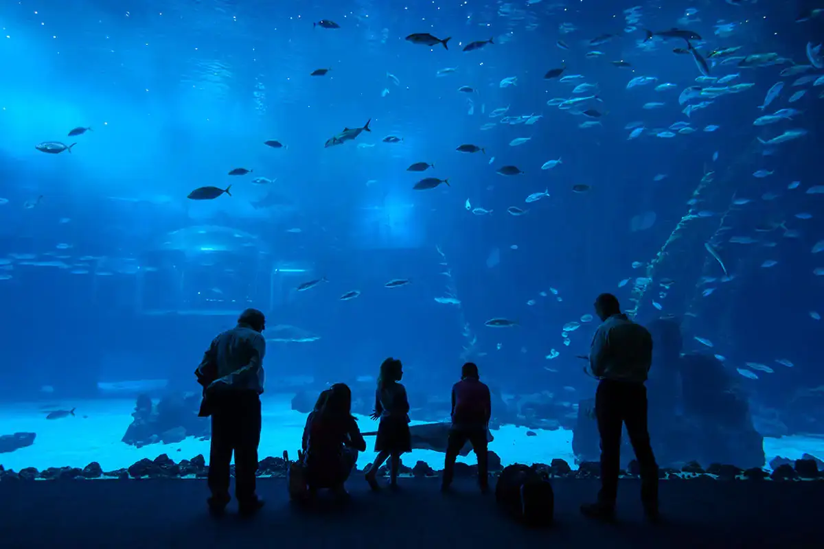 Acquari, zoo e parchi a tema: Isole Canarie a misura di bambini