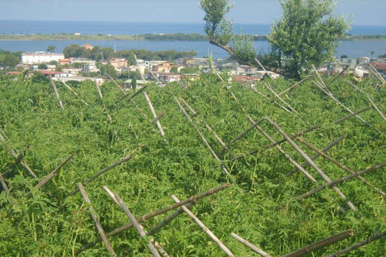 (Pomodoro cannellino flegreo Rinasce un sapore antico e genuino) (Pomodoro cannellino flegreo Rinasce un sapore antico e genuino)