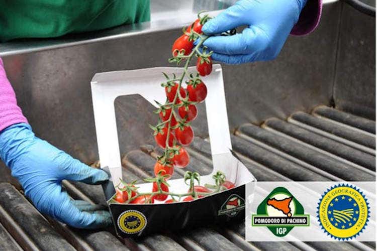 Pomodori pachini - Il Pachino verso la blockchain per un futuro ancora  più garantito