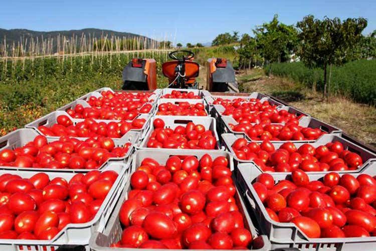 (Il Pomodoro pelato di Napoli chiede l'Igp Subito il no della Regione Puglia) (Il Pomodoro pelato di Napoli chiede l'Igp Subito il no della Regione Puglia)