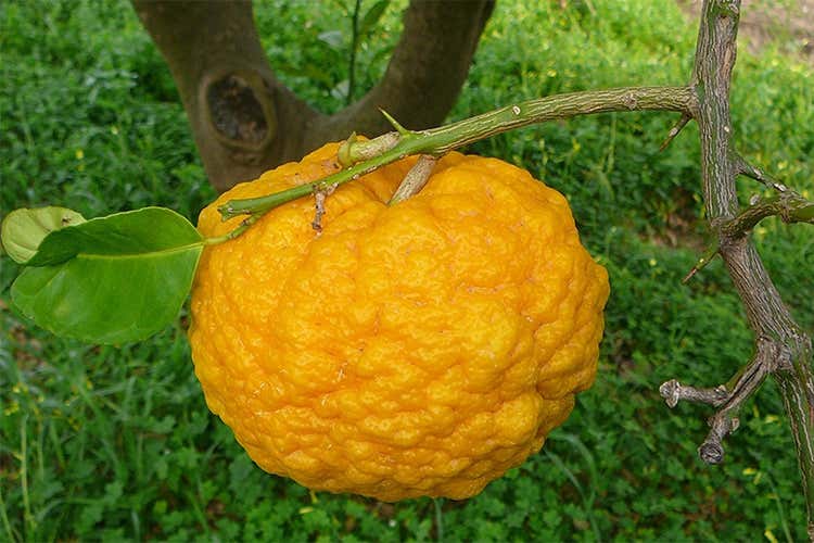 Pompia tra gli agrumi rari in Italia Ideale per preparare dolci e liquori (foto: www.siniscolaturismo.it) Pompia tra gli agrumi rari in Italia Ideale per preparare dolci e liquori (foto: www.siniscolaturismo.it)