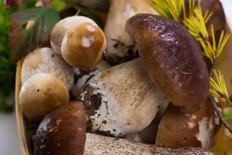Porcino di Borgotaro Igp - Foto turismo.it Il fascino dell&rsquo;Alta Valtarotra cucina ed escursioni