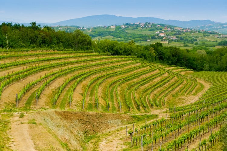 Le colline del Collio dove nascono Schioppettino e Ribolla Gialla (Prepotto e Dolegna, brindisi estivo Serata coi due vini rappresentativi)