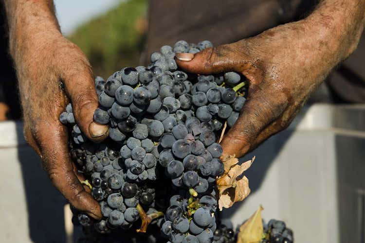 (Primitivo più forte della siccità La vendemmia fa sorridere i produttori) (Primitivo più forte della siccità La vendemmia fa sorridere i produttori)