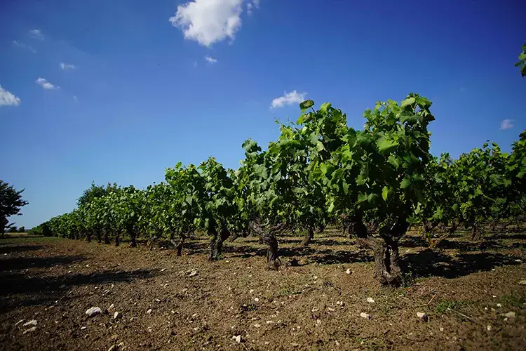 Il vigneto di Primitivo Cantine Torrevento-Oria Wine Patto per lanciare il Primitivo