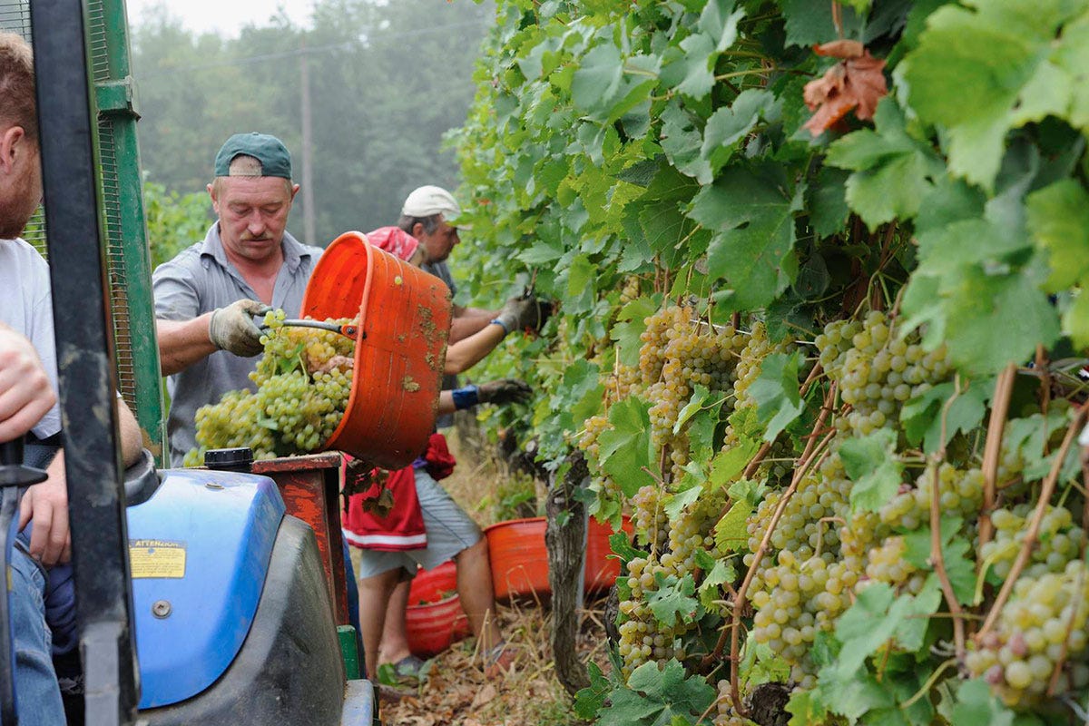 Produttori del Gavi, 80 soci per vini speciali