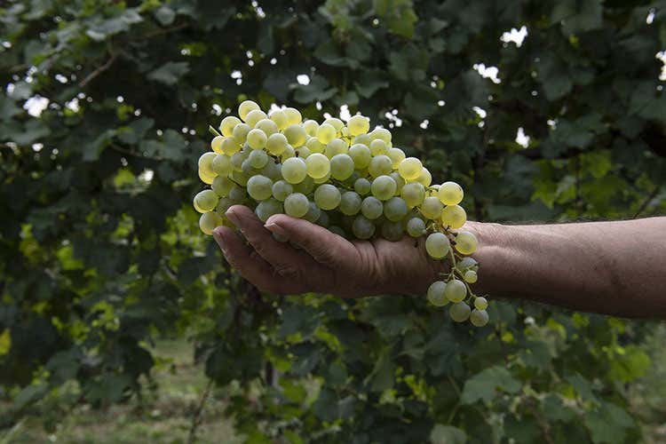 Prosecco Ottaviano e risotto Sapori antichi in chiave moderna