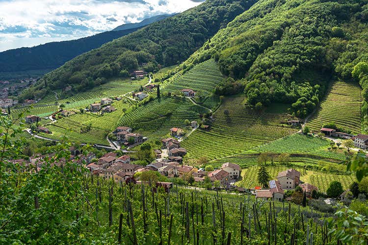 Sulle etichette comparirà solo Valdobbiadene, senza Prosecco (Prosecco, proseguono le polemiche sulla scelta della denominazione)