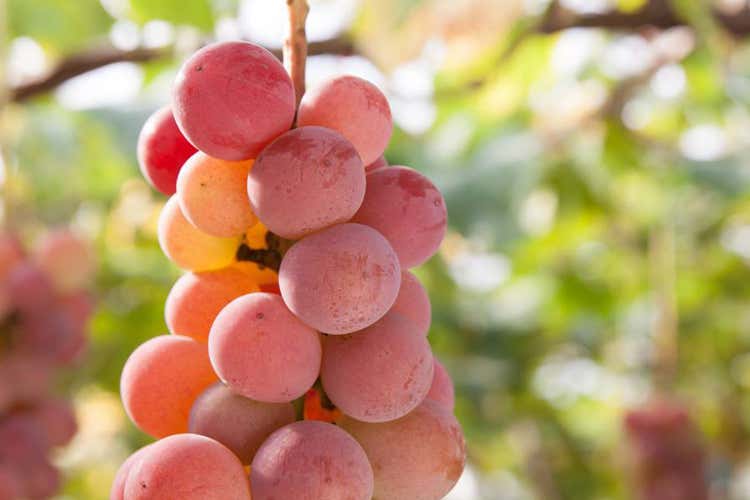 Puglia in Rosè segue il 100° Giro d'Italia Fitto calendario per la tappa di Peschici Puglia in Rosè segue il 100° Giro d'Italia Fitto calendario per la tappa di Peschici