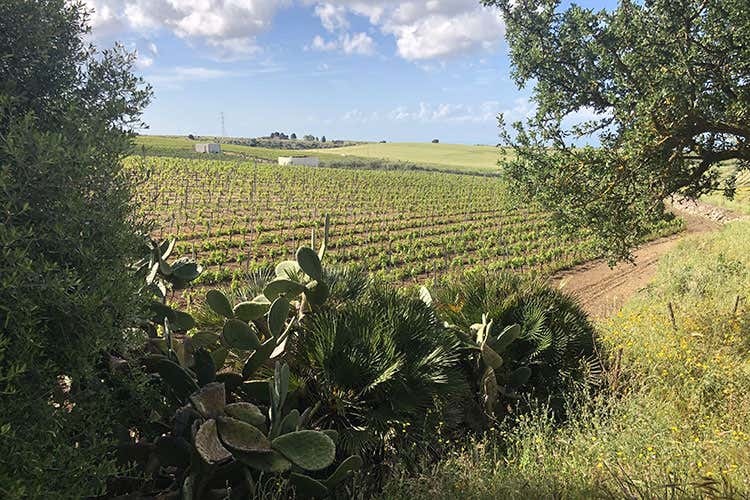 Uno scorcio dei vigneti di Cantine Settesoli (Quando la cooperazione funziona Il vino siciliano di Cantine Settesoli)