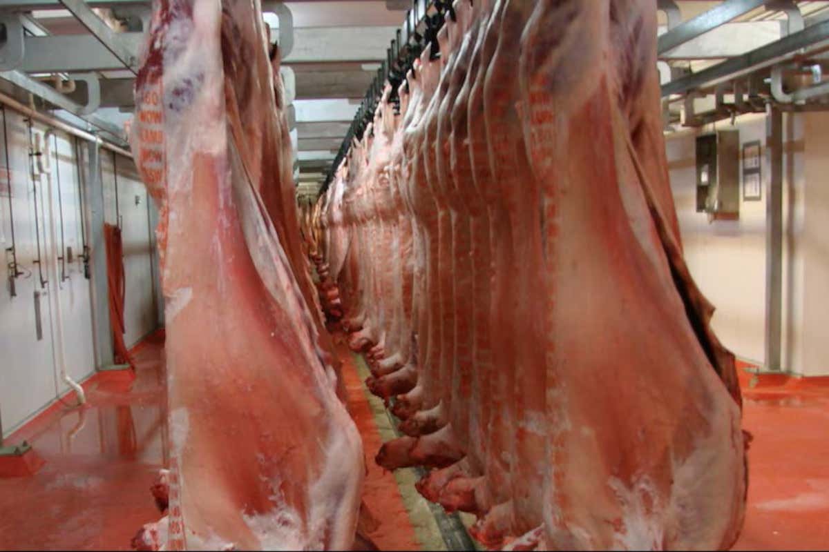 Il sacrificio animale in Sicilia: storia culturale di un gesto rituale Il sacrificio animale in Sicilia: storia culturale di un gesto rituale