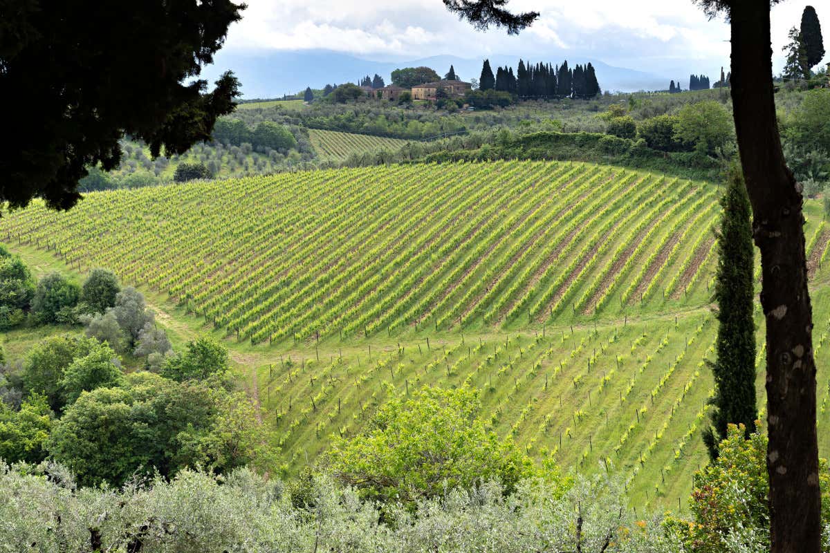 Alcuni vigneti nel territorio della Uga di San Casciano