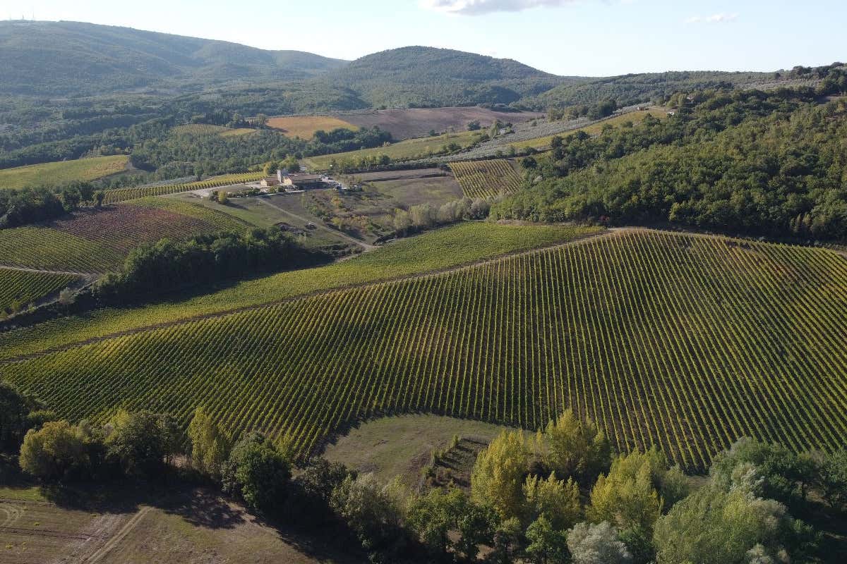 Cesarini Sartori: cantina “laboratorio” fra vino, olio e ricerca sul Sagrantino Cesarini Sartori: cantina “laboratorio” fra vino, olio e ricerca sul Sagrantino