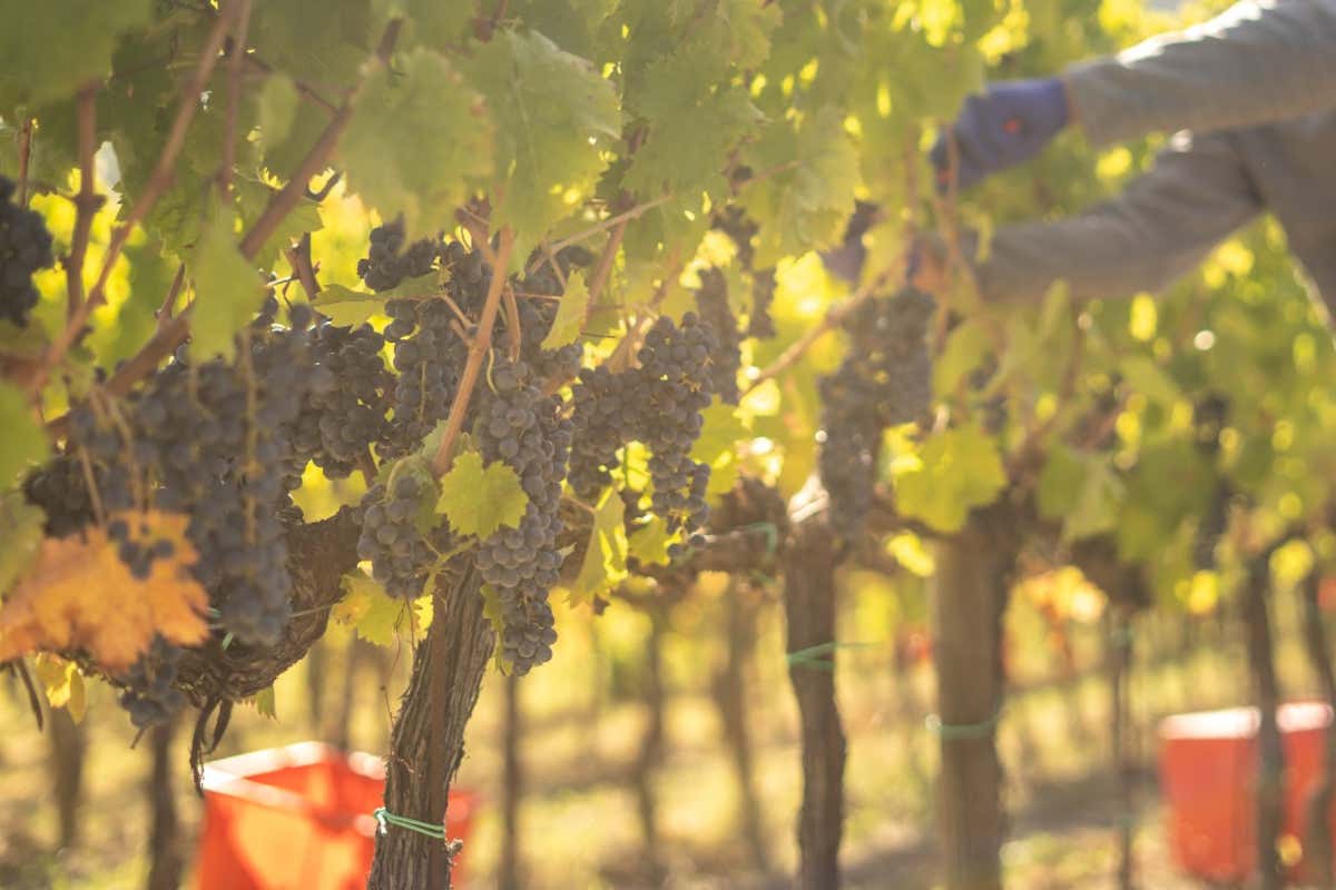 Cesarini Sartori: cantina “laboratorio” fra vino, olio e ricerca sul Sagrantino Cesarini Sartori: cantina “laboratorio” fra vino, olio e ricerca sul Sagrantino