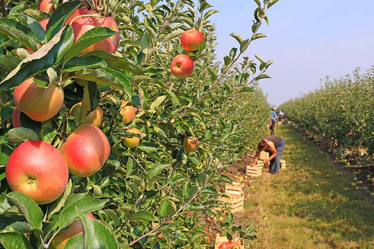 Agricoltura: c'&egrave; urgenza di bracciaConfagricoltura a tutto campo