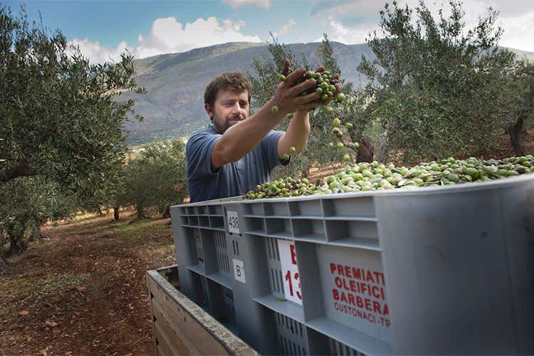 Olio, Sicilia seconda in Italia Ottima produzione, ma meno olive Olio, Sicilia seconda in Italia Ottima produzione, ma meno olive