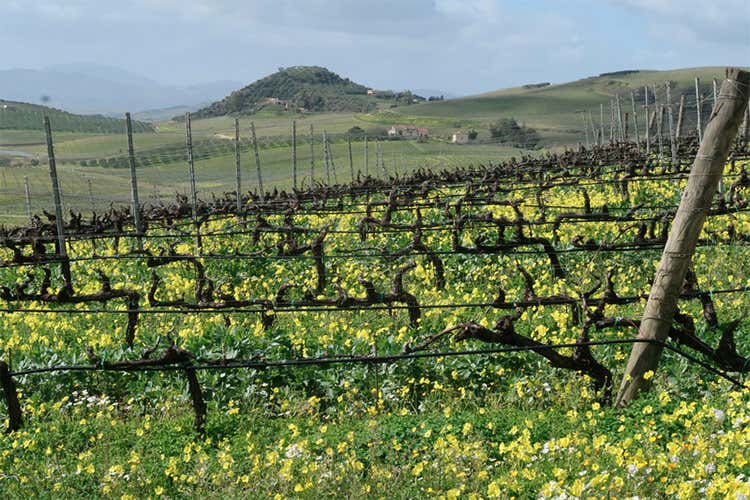 Inerbimento tra i filari - Rapitalà, Hugonis e Conte Hugues Vini siciliani, omaggio al fondatore Inerbimento tra i filari - Rapitalà, Hugonis e Conte Hugues Vini siciliani, omaggio al fondatore