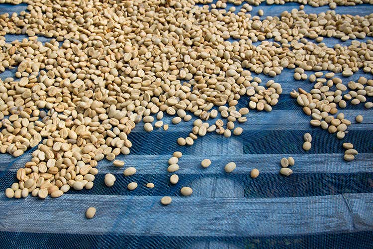 L'impianto aziendale ha una capacit&agrave; produttiva di 4.500 kg di caff&egrave; (Ravasio 1926 Il futuro ha... radici profonde)