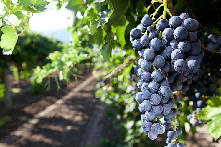 (Ri-Wine Festival, 1ª edizione per raccontare il Nero d'Avola in Sicilia) (Ri-Wine Festival, 1ª edizione per raccontare il Nero d'Avola in Sicilia)