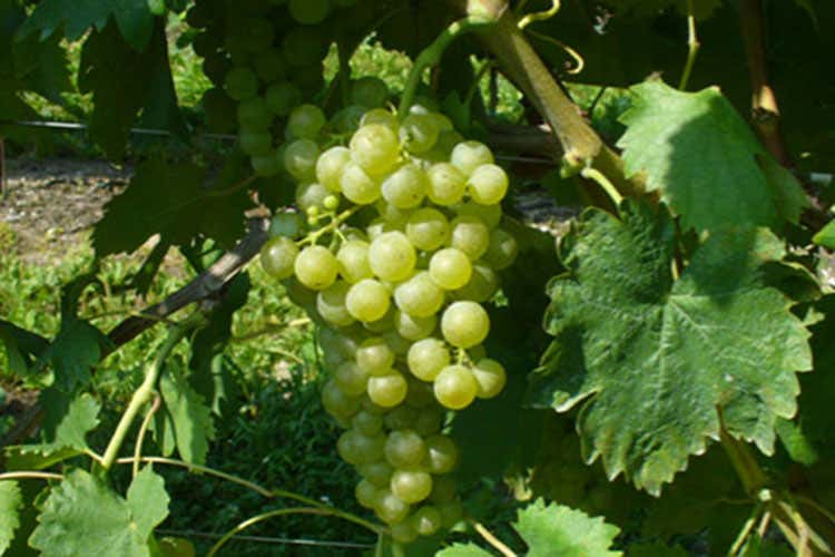 Uva Ribona (Ribona, vitigno autoctono delle colline maceratesi) Uva Ribona (Ribona, vitigno autoctono delle colline maceratesi)