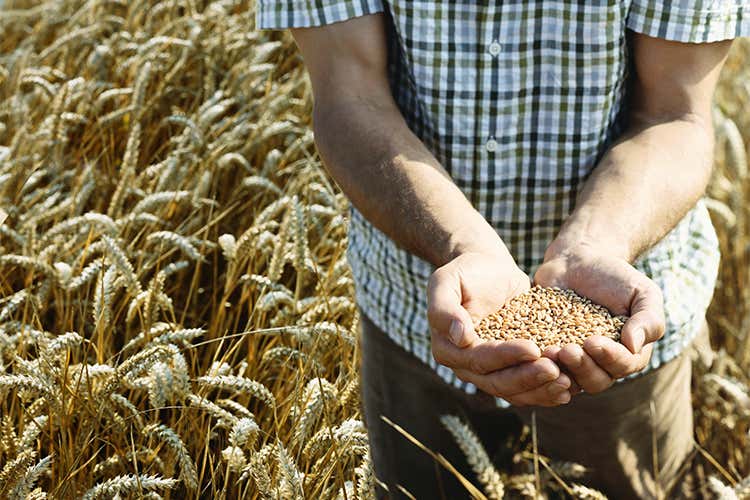 Riccardo Felicetti origine grano etichetta decreto inutile