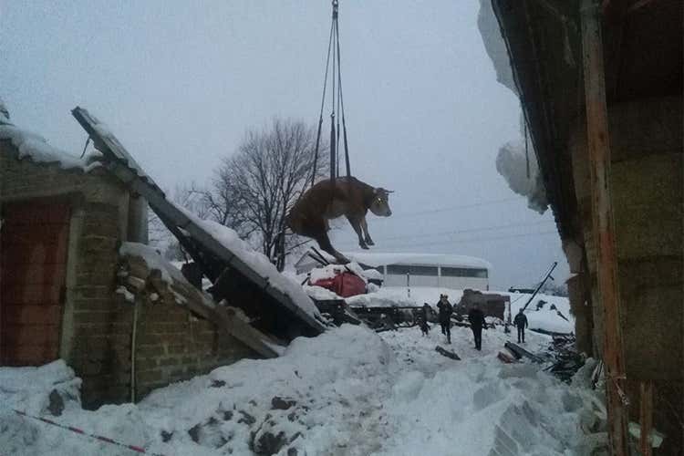 Ripartenza troppo lenta dopo il terremoto Solo 77 stalle pronte su 635 promesse Ripartenza troppo lenta dopo il terremoto Solo 77 stalle pronte su 635 promesse