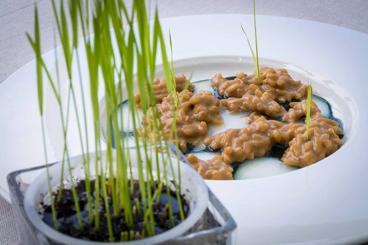 Riso in risaia - foto Giuseppe Geppo Di Mauro Riso in risaia