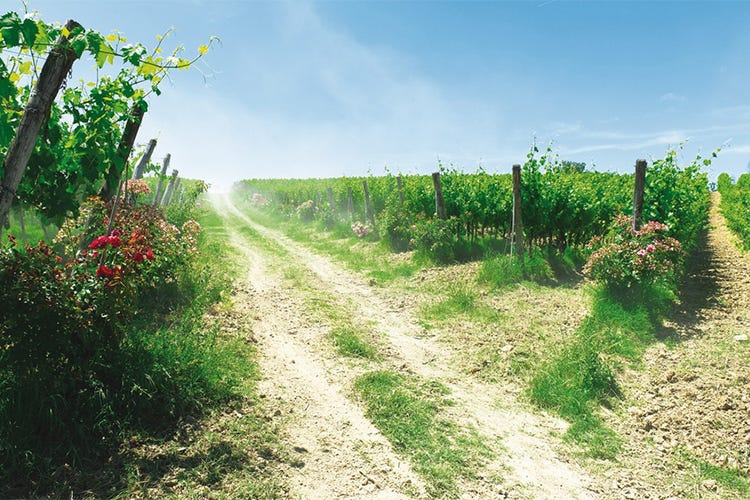 Roccafiore, qualità e natura nei vini Un trend in crescita anche all'estero