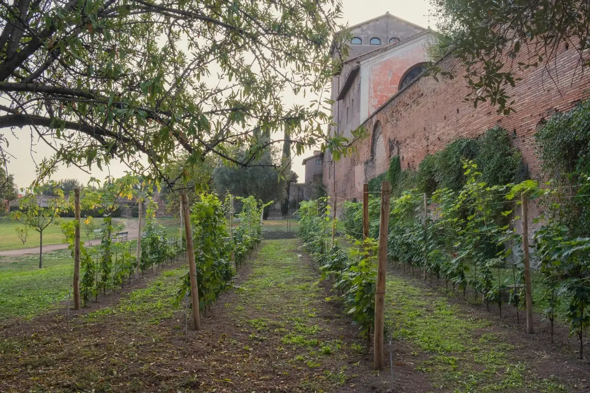 La Vigna Barberini Il Vigneto Barberini &egrave; nell'iter Vitis del Consiglio d'Europa