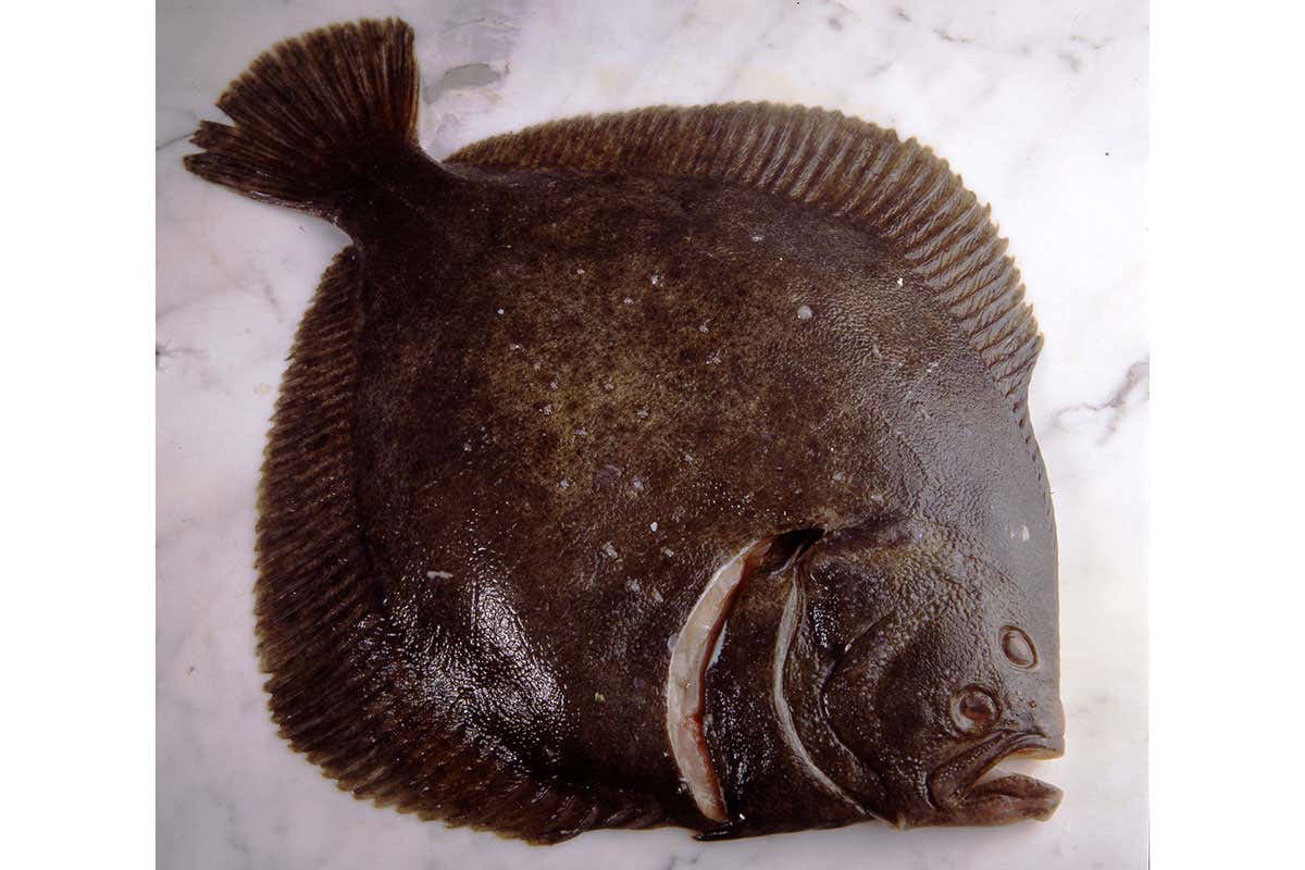 Rombo chiodato Rombo, al vapore o alla griglia le cotture migliori per esaltarlo