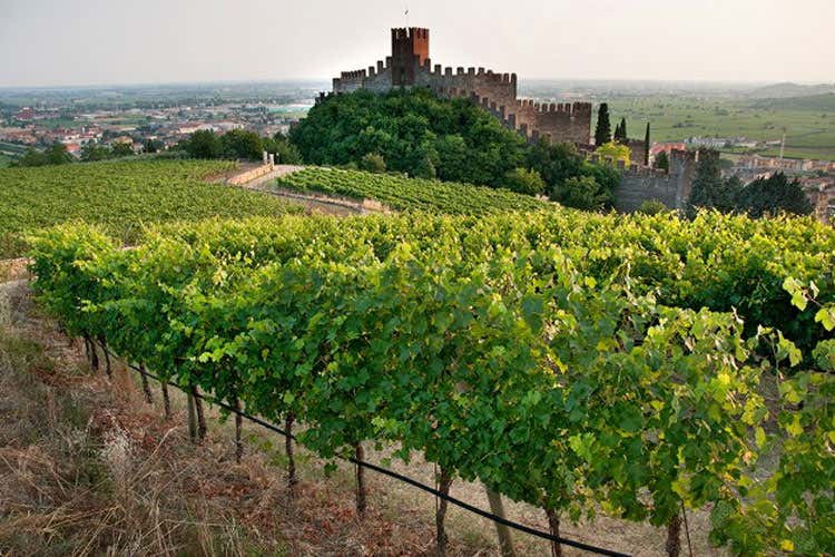Rosa Rosae, rosato dalle brezze del Garda Sull'etichetta i versi di Dante Alighieri Rosa Rosae, rosato dalle brezze del Garda Sull'etichetta i versi di Dante Alighieri