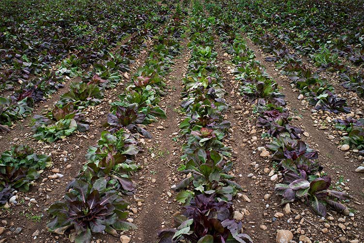 Rosa di Gorizia radicchio cuore caldo si gusta in invernoù Rosa di Gorizia radicchio cuore caldo si gusta in inverno