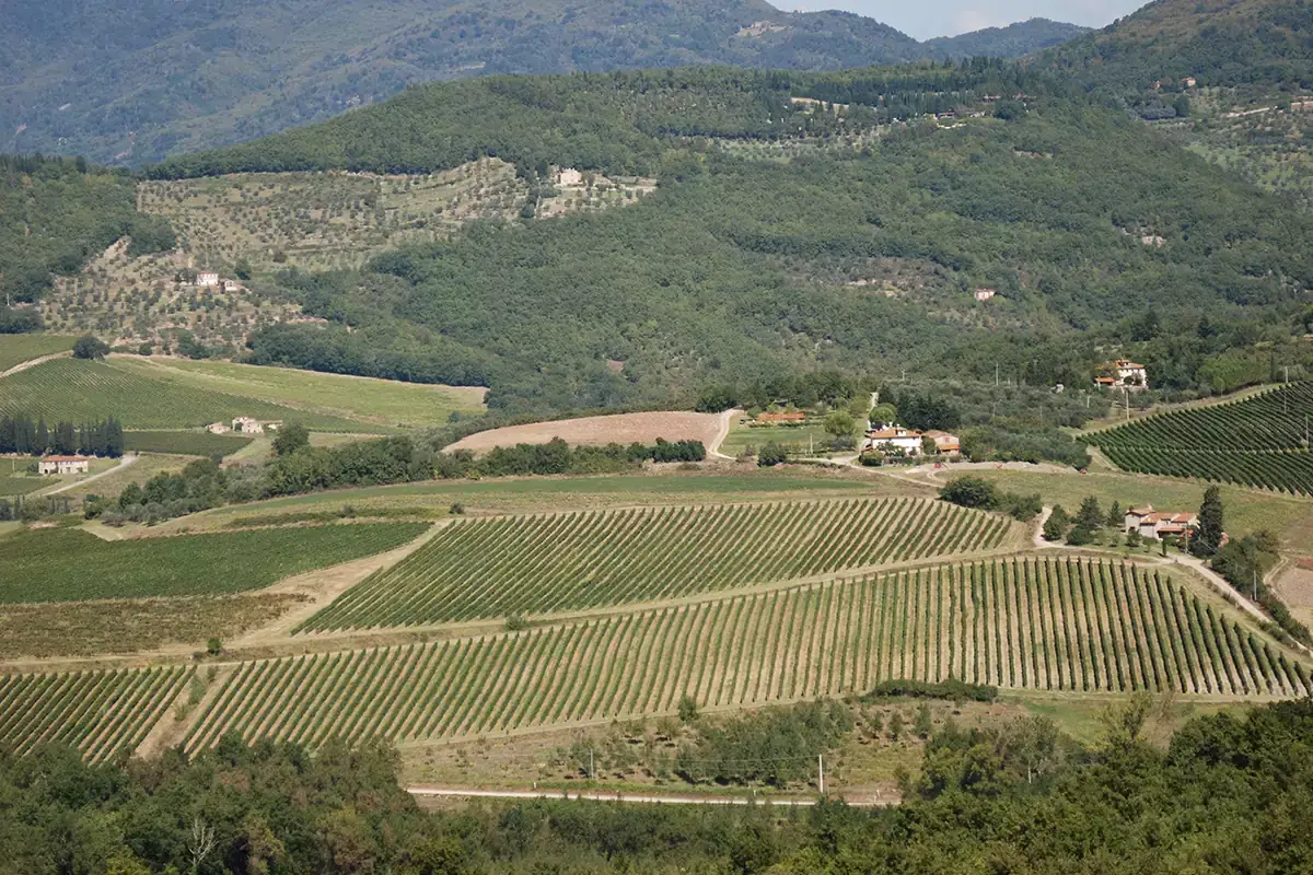 Quella di Rufina &egrave; la pi&ugrave; piccola delle sette specificazioni del Chianti Rufina: nasce Terraelectae, la vigna espressione del territorio