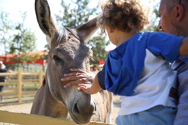 Tante le attrazioni dedicate ai più piccoli (Rural Festival A Parma la 6ª edizione) Tante le attrazioni dedicate ai più piccoli (Rural Festival A Parma la 6ª edizione)