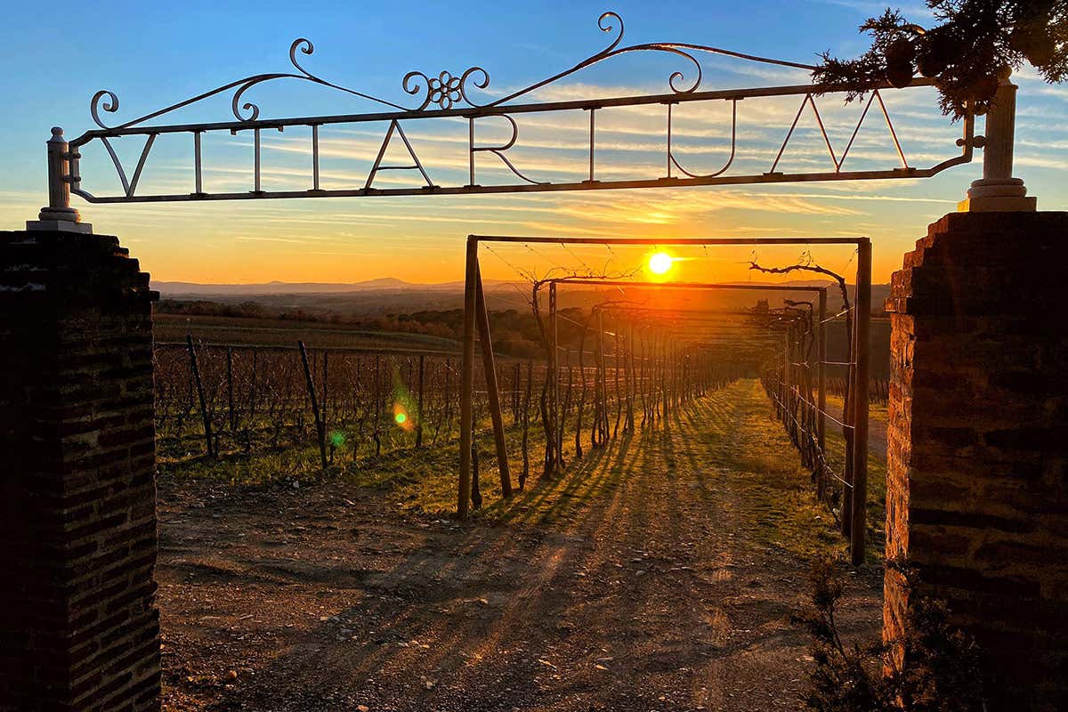 Parte dal Pugnitello il nuovo poker d'assi toscano della Cantina San Felice