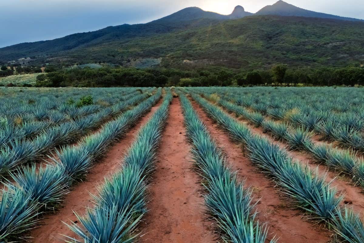 L'Italia scala il mercato della tequila: import +46%, ora è sesta al mondo L'Italia scala il mercato della tequila: import +46%, ora è sesta al mondo